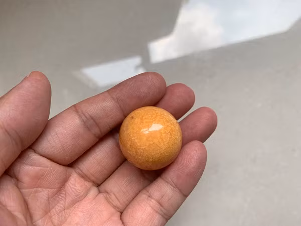 Loài ốc này khá lớn và sinh sống ở biển Đông, có thể được tìm thấy tại các vùng biển quanh Myanmar, Thái Lan, Việt Nam và Campuchia.