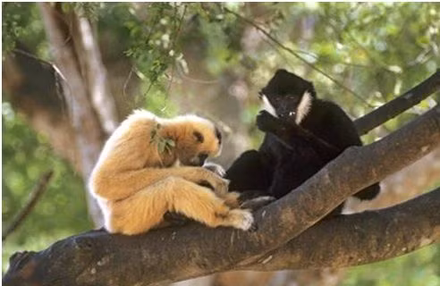 Vườn quốc gia này là nơi sinh sống của nhiều loài động thực vật quý hiếm, nhiều loài trong số đó được ghi vào Sách đỏ Việt Nam và Sách đỏ thế giới. Hệ sinh thái rừng nguyên sinh trên núi đá vôi tại đây là một trong những hệ sinh thái phong phú và đa dạng nhất ở Đông Nam Á.(Ảnh: VQG Phong Nha Kẻ Bàng)