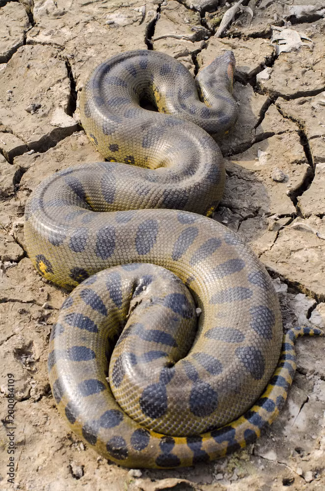 Trăn anaconda thường sống đơn độc và khá nhút nhát, ít khi được nhìn thấy trong tự nhiên. Chúng có thói quen săn mồi vào ban đêm và sử dụng sức mạnh cơ bắp để siết chặt con mồi đến chết trước khi nuốt chửng. Về sinh sản, trăn anaconda là loài đẻ con, mỗi lứa có thể sinh từ 20 đến 40 con non.(Ảnh: Europosters)