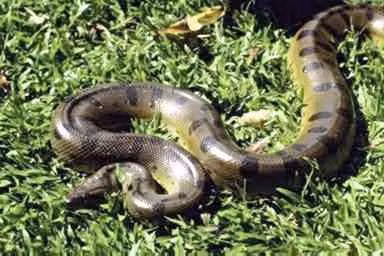 Trăn anaconda là loài sống nửa cạn nửa nước, thường ẩn náu trong các đầm lầy, sông ngòi và rừng rậm của Nam Mỹ. Chúng thích nghi tốt với môi trường nước, có khả năng bơi lội xuất sắc và thường săn mồi dưới nước. (Ảnh:Wikimedia)