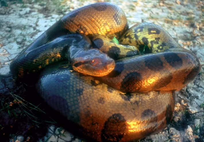 Trăn anaconda, hay còn gọi là trăn Nam Mỹ nước, là một trong những loài rắn lớn nhất và đáng sợ nhất trên thế giới. Với tên khoa học Eunectes, loài trăn này thuộc họ Boidae và được tìm thấy chủ yếu ở các khu vực nhiệt đới của Nam Mỹ.(Ảnh: Sci.News)