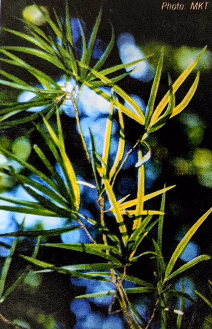 Thông 2 lá dẹt không chỉ có giá trị về mặt sinh thái mà còn là nguồn gen quý hiếm, độc đáo của Việt Nam. Việc bảo tồn loài cây này không chỉ giúp duy trì sự đa dạng sinh học mà còn góp phần bảo vệ các hệ sinh thái rừng nhiệt đới.(Ảnh: asean travel)