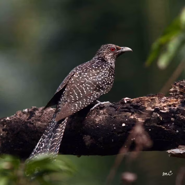 Chim non khi mới nở có lông đen toàn thân, sau đó chuyển sang màu giống chim mái khi trưởng thành.(Ảnh:Focusing on Wildlife)