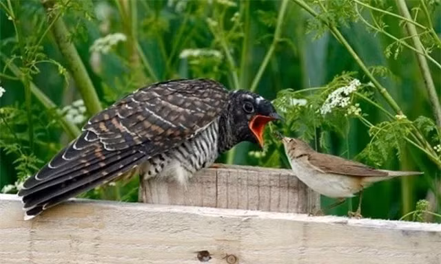 Thay vì tự làm tổ và nuôi con, chim tu hú cái sẽ đẻ trứng vào tổ của các loài chim khác như quạ, sáo, hoặc chim chích. Chim tu hú con sẽ nở trước và thường đẩy trứng hoặc chim non của loài chủ ra khỏi tổ để chiếm lấy nguồn thức ăn. Đây là một chiến thuật sinh tồn hiệu quả nhưng cũng đầy tàn nhẫn, khiến chim tu hú được mệnh danh là "chim quỷ". (Ảnh: DNVN)