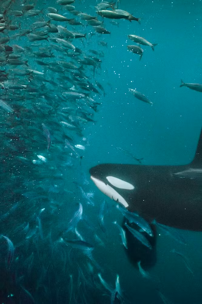 Một số quần thể cá voi sát thủ chuyên săn cá, trong khi những quần thể khác lại săn các loài thú biển. Điều này cho thấy sự đa dạng trong chế độ ăn uống và kỹ thuật săn mồi của chúng.(Ảnh: National Geographic).