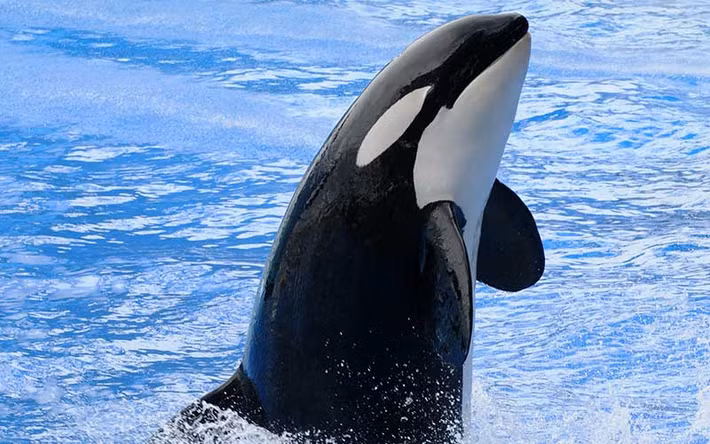 Mặc dù cá voi sát thủ không phải là loài nguy cấp, một số quần thể cục bộ đang bị đe dọa do ô nhiễm, sự suy giảm của con mồi, xung đột với các hoạt động đánh cá và tàu bè, cũng như mất môi trường sống. Cá voi sát thủ hoang dã thường không được xem là mối đe dọa đối với con người, nhưng có một số ghi nhận về các vụ tấn công trong môi trường nuôi nhốt. (Ảnh: Dolphins World).