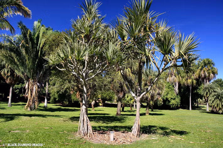 Với vẻ ngoài gần giống loài cọ, cây Pandan không chỉ có giá trị về mặt sinh thái mà còn mang lại nhiều lợi ích cho con người.