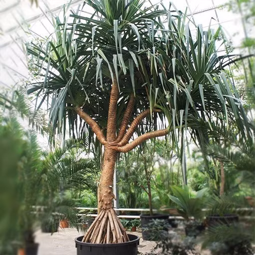 Cây Pandan có thể cao từ 1 đến 20 mét, với lớp vỏ gai góc và lá dài, nhọn.