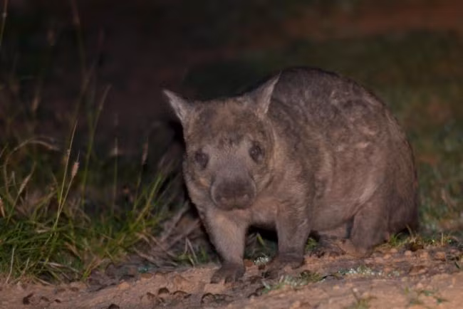 Gấu túi mũi lông phương Bắc có kích thước trung bình, khi trưởng thành có thể dài tới 90 cm và nặng khoảng 30 kg.