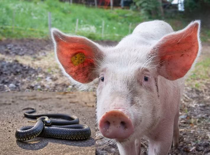 Lợn có lớp da dày và lông cứng, giống như một lớp áo giáp tự nhiên. Điều này khiến rắn khó có thể cắn xuyên qua da lợn. Ngay cả khi rắn có thể cắn được, nọc độc của chúng cũng khó có thể tiêm vào cơ thể lợn một cách hiệu quả. (Ảnh:The South African)