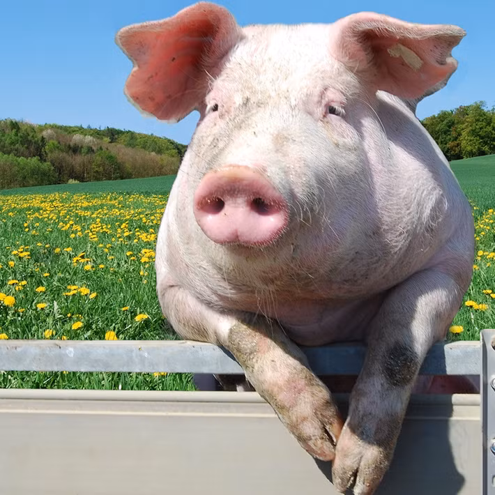 Mỡ lợn có khả năng làm loãng nọc độc, giúp lợn không bị ảnh hưởng nghiêm trọng.(Ảnh:National Geographic Kids)