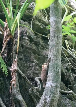 Chồn bay là loài sống trên cây, ăn thức ăn thực vật mềm và thường ngủ cuộn mình trong khe cây.(Ảnh: Coke Smith Wildlife)