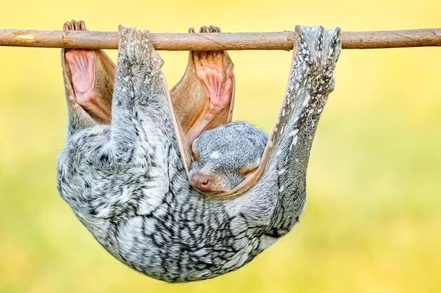 Loài này được bảo vệ bởi pháp luật ở nhiều quốc gia, nhưng vẫn đối mặt với nguy cơ từ săn bắt và mất môi trường sống. Liên minh Bảo tồn Thiên nhiên Quốc tế (IUCN) nhận định chồn bay Sunda dễ bị tổn thương do các tác động này.(Ảnh: Pixabay)