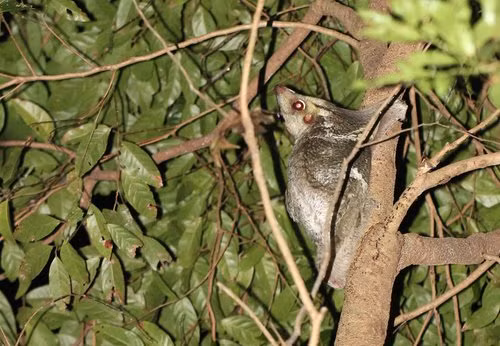 Chúng có lông màu xám tro với nhiều đốm trắng và có khả năng lượn giỏi, có thể di chuyển đến 70 mét giữa các cây mà không giảm độ cao đáng kể. (Ảnh: Coke Smith Wildlife)