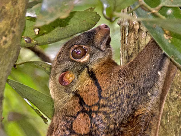 (Ảnh: Ecology Asia)