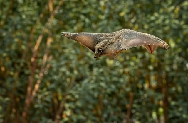 Chồn bay Sunda là loài thuộc nhóm 1 trong Sách đỏ Việt Nam và bị cấm săn bắt hoặc mua bán. (Ảnh: Pixabay)