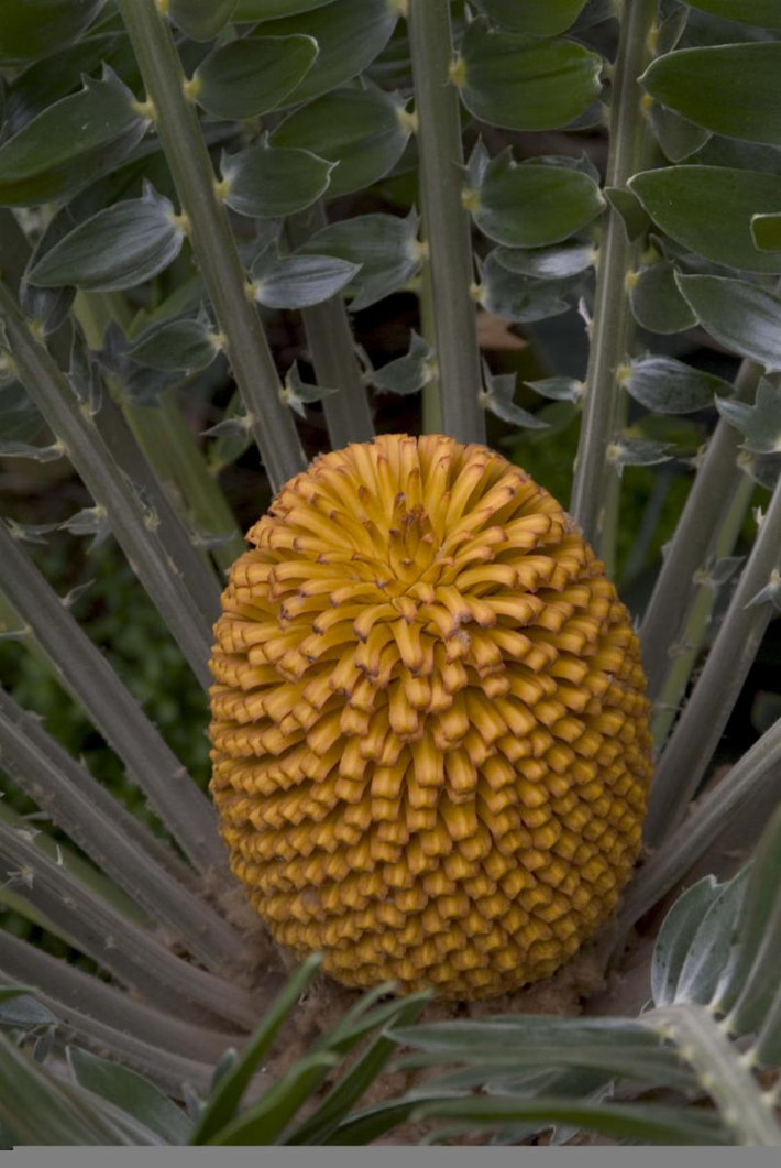 Trong hoạt động buôn bán cây tuế bất hợp pháp, một số mẫu vật Tuế quý hiếm có thể được bán với giá từ hàng trăm nghìn USD đến hàng triệu USD mỗi cây. Tuy nhiên, đối với cây Vạn tuế Encephalartos woodii, dù có bao nhiêu tiền, cũng không thể mua nổi vì đây là cá thể duy nhất tồn tại trên Trái Đất.(Ảnh: Plants of the World Online)