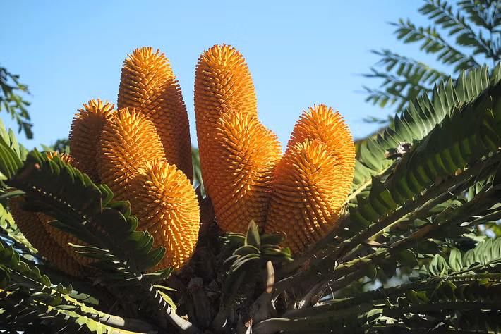 Trong thế giới thực vật đầy kỳ diệu, có những loài cây không chỉ mang vẻ đẹp mà còn chứa đựng những câu chuyện đặc biệt và hiếm có. Một trong những loài cây đáng chú ý nhất chính là cây Vạn tuế Encephalartos woodii, được mệnh danh là "loài cây cô đơn nhất hành tinh". Dù có tiền cũng không thể mua nổi, loài cây này mang trong mình sự bí ẩn và giá trị vô giá. (Ảnh: Plants of the World Online)