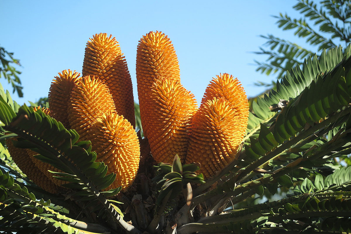 Trong thế giới thực vật đầy kỳ diệu, có những loài cây không chỉ mang vẻ đẹp mà còn chứa đựng những câu chuyện đặc biệt và hiếm có. Một trong những loài cây đáng chú ý nhất chính là cây Vạn tuế Encephalartos woodii, được mệnh danh là "loài cây cô đơn nhất hành tinh". Dù có tiền cũng không thể mua nổi, loài cây này mang trong mình sự bí ẩn và giá trị vô giá. (Ảnh: Plants of the World Online)