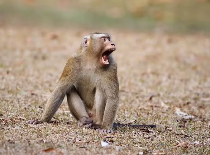 Thân của khỉ đuôi lợn phủ lông dài màu xám. Lông đuôi của chúng rất ngắn, trông giống đuôi lợn.(Ảnh: Animalia)