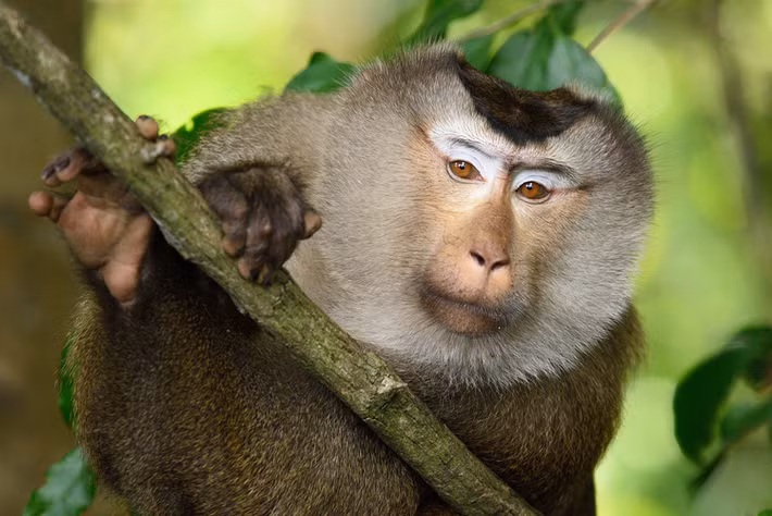 Khỉ đuôi lợn có tên khoa học là Macaca leonina (bộ linh trưởng), là một trong những loài lớn nhất trong họ nhà khỉ.(Ảnh: Wikimedia Commons)