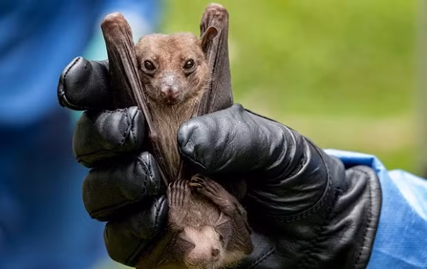 Những công nhân này có độ tuổi từ 35 đến 63 tuổi, sau đó đã được đưa vào bệnh viện ở thành phố Côn Minh với các triệu chứng ho dai dẳng, sốt, đau đầu, đau ngực và khó thở. Ba người cuối cùng đã không qua khỏi.