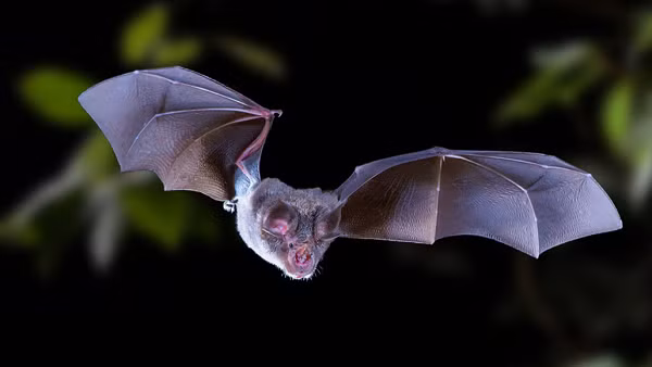 Sau khi nghiên cứu sơ bộ, các nhà khoa học thấy rằng những người thợ mỏ nhiễm RaTG13 có các triệu chứng rất khác với những biểu hiện của bệnh nhân COVID-19.