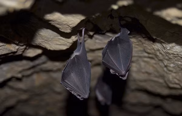 “Đại dịch bùng phát ở Vũ Hán, nơi cách xa hang dơi ở miền nam Trung Quốc và là nơi có viện virus học, cơ quan thực hiện công việc nghiên cứu phân tử, bao gồm cả nhiệm vụ tăng cường chức năng trên virus Corona”, ông David Livermore nói.