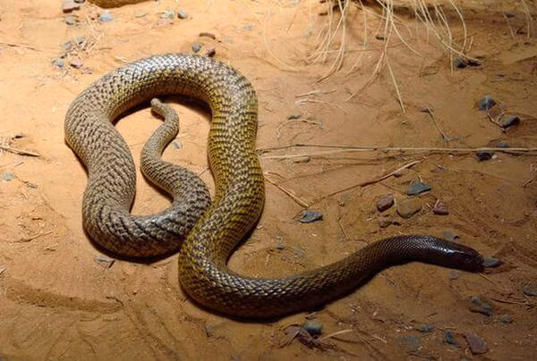 Mặc dù rắn Taipan có nọc độc độc nhất được khoa học biết đến, nhưng cái tên "rắn hung dữ" chỉ mô tả về nọc độc của nó chứ không phải là hành vi.