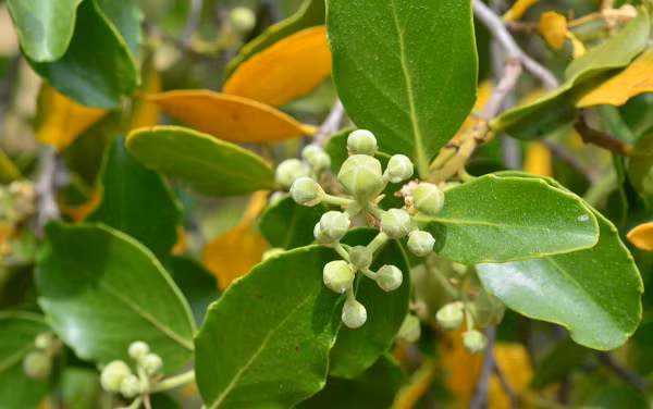 Áp lực về nguồn cung cây quillay cổ thụ đang ngày càng tăng. Xuất khẩu các sản phẩm từ cây quillay tăng hơn gấp ba lần - khoảng 3.600 tấn mỗi năm - trong thập niên trước đại dịch Covid-19.