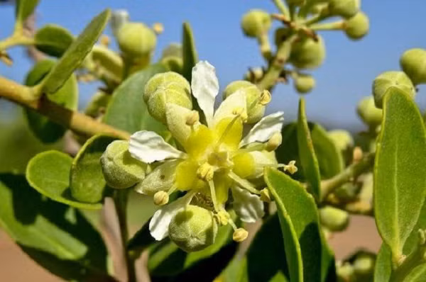 Để sản xuất vắc xin chỉ cần một lượng tương đối nhỏ chiết xuất từ cây quillay - dưới một miligam mỗi liều - nhưng nguồn cung gặp khó do nhu cầu đến từ các ngành công nghiệp khác.