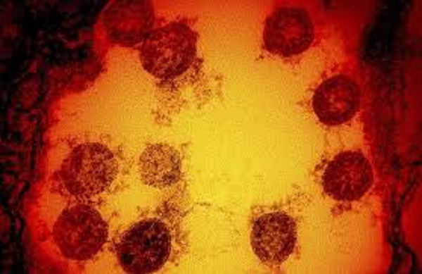 Virus đột biến bất cứ khi nào có sai sót trong quá trình sao chép. Điều này có thể là kết quả của việc thêm, xóa hoặc thay đổi mã di truyền của nó.