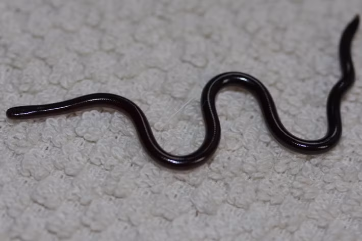 Rắn giun (Ramphotyphlops braminus), còn được gọi là rắn mù, là một loài bò sát thuộc họ Rắn giun (Typhlopidae). Với vẻ ngoài giống như giun đất trưởng thành, rắn giun thường bị nhầm lẫn với giun, ngoại trừ việc chúng không có phân đốt. Tuy nhiên, rắn giun là một loài rắn thực sự với đầy đủ các đặc điểm cấu tạo của rắn như có xương sống, có vảy và có thể ngóc đầu lên khi bò.(Ảnh: Wikipedia)