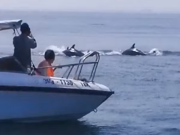 Tháng 10/2019 người dân và du khách vô cùng phấn khích khi xuất hiện đàn cá heo khoảng 100 con bơi tung tăng trên vùng biển cách phường Cửa Đại, TP Hội An khoảng 3 km.