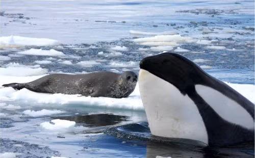 Theo BBC, châu Nam Cực là lãnh địa sinh sống của cá voi xanh, chim cánh cụt và hải cẩu, những loài động vật có khả năng chịu lạnh rất tốt. Dương xỉ và địa y là hai loài thực vật chủ yếu của lục địa này.