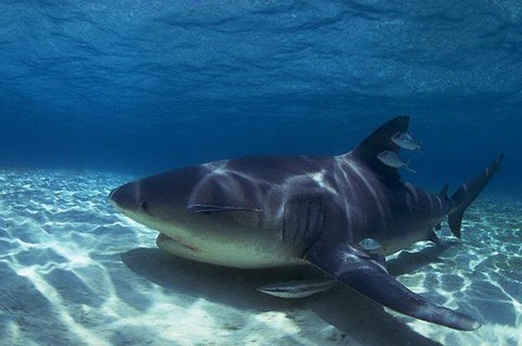 Cá mập bò có đôi mắt nhỏ, dựa vào cơ quan thính giác đặc biệt để săn mồi và cơ quan đặc biệt trên đầu giúp cảm nhận dòng điện con mồi từ xa.