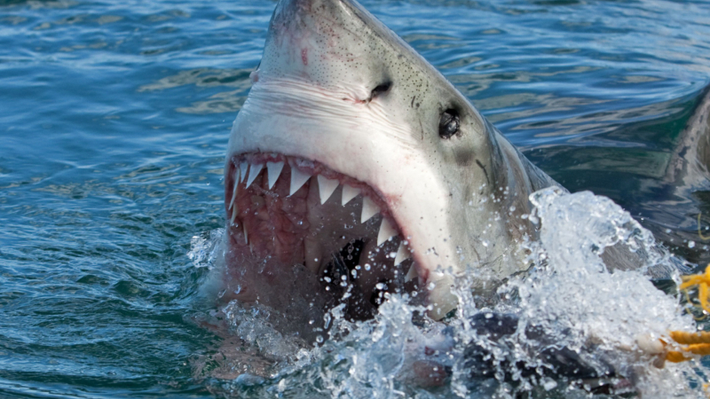 Cá mập bò bơi nhanh và tấn công bằng hàm răng hình lưỡi cưa. Được xem là một trong những loài cá mập nguy hiểm nhất thế giới với nhiều cuộc tấn công vào con người.