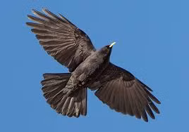 5. Quạ mỏ vàng (Pyrrhocorax Graculus): Phân bố ở châu Âu, Bắc Phi, Trung Đông và Trung Á, loài quạ này có thể bay tới độ cao 8.077m ngay cả trong điều kiện thời tiết khắc nghiệt.