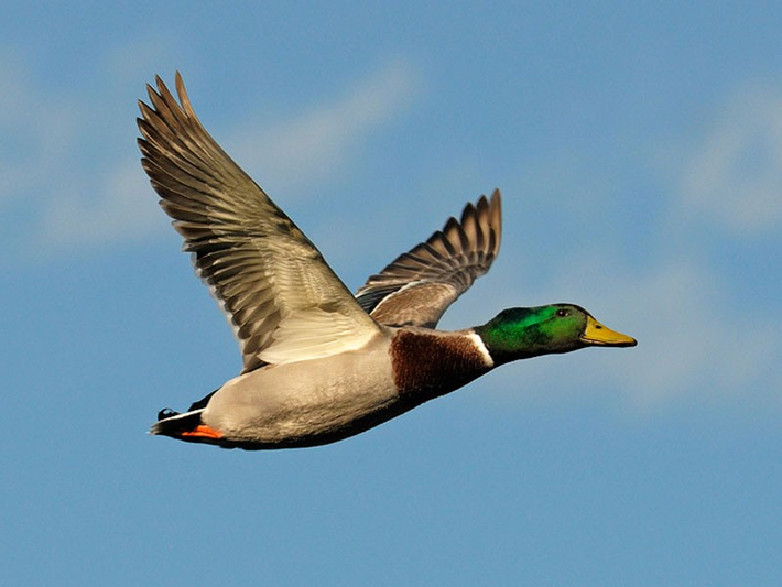 7. Vịt cổ xanh: Sinh sống ở các vùng ôn đới và cận nhiệt đới tại Bắc Mỹ, châu Âu, châu Á, New Zealand và Australia, loài vịt này có thể bay đến độ cao 6.400m.