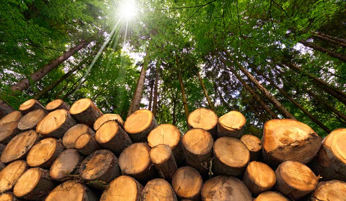 Ở Brazil, gỗ Ipe trở thành mục tiêu của các "Ipe mafias", những băng nhóm sử dụng thiết bị hiện đại để khai thác. Những nhóm này phải phá rừng và mở đường hàng chục km để cưa hạ từng cây Ipe.(Ảnh: Teak Wood Supply)