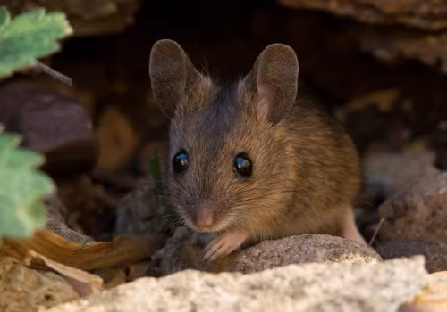 Loài chuột có khả năng sống sót phi thường, thích nghi với nhiều môi trường từ Bắc Cực đến vùng xích đạo.(Ảnh: NatureSpot)