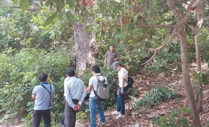 Chai lá cong được xếp vào danh mục rất nguy cấp theo Hiệp hội Bảo tồn Thiên nhiên thế giới. Điều này đồng nghĩa với việc các quần thể của loài cây này đang đứng trước nguy cơ tuyệt chủng ngoài tự nhiên và cần được bảo vệ nghiêm ngặt. (Ảnh: báo Nhân dân)