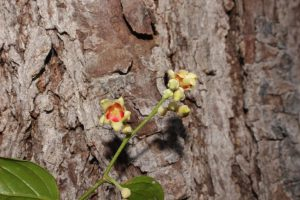 Chai lá cong là một minh chứng sống động cho sự đa dạng sinh học của Việt Nam. Việc bảo tồn loài cây này không chỉ là trách nhiệm của các nhà khoa học mà còn là nhiệm vụ của toàn xã hội. (Ảnh: Khánh Hòa)