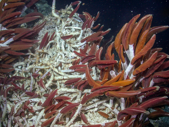 Sử dụng phương tiện điều khiển từ xa (ROV) SuBastian, các nhà khoa học đã phát hiện giun ống khổng lồ và các loài sinh vật khác phát triển trong các hang động. (Ảnh: MBARI)