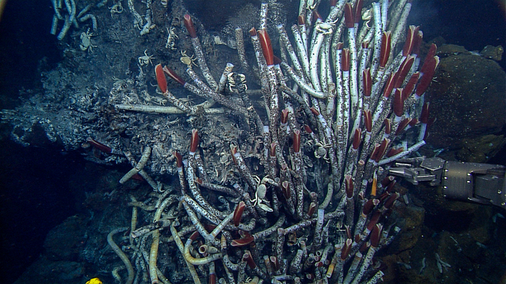 Nhóm nghiên cứu lo ngại rằng hoạt động khai thác biển sâu có thể gây xáo trộn hệ sinh thái mong manh này. (Ảnh: MBARI)