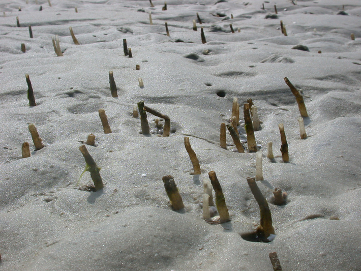 Nghiên cứu này cho thấy sự sống dưới đáy đại dương không chỉ phụ thuộc vào ánh sáng mặt trời mà còn nhờ quá trình tổng hợp hóa học. (Ảnh: Flickr)