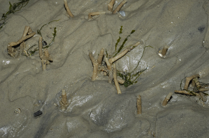 Các ấu trùng giun ống có thể di chuyển qua khe nứt dưới đáy biển để phát triển các hệ sinh thái mới. (Ảnh: Flickr)