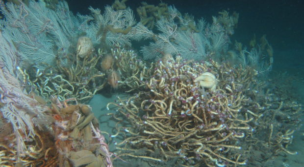 Phát hiện này thay đổi hiểu biết của chúng ta về sự sống dưới đáy đại dương và mở ra cánh cửa mới cho nghiên cứu hệ sinh thái biển sâu. (Ảnh: BMC blog network)