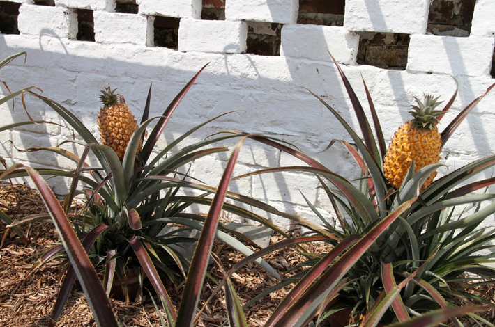 Phân và nước tiểu ngựa được sử dụng trong các hố trồng đặc biệt để tạo nhiệt độ ấm áp cho cây dứa phát triển trong khí hậu lạnh. (Ảnh: The Lost Gardens of Heligan)