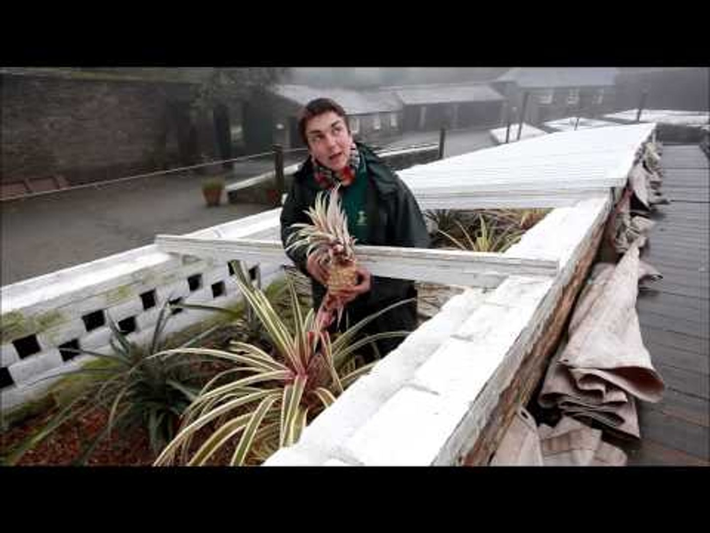 Việc trồng mỗi quả dứa có thể tốn đến 1.200 bảng Anh, với khoảng 90 tấn phân bón ngựa mỗi năm. (Ảnh: Dailymotion)